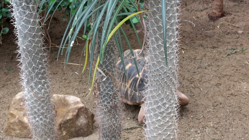 Madakascar tortoise (Pyxis arachnoides).Tortoise is walking on the ground