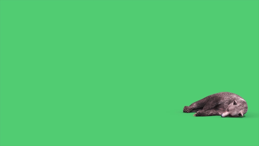 Grizzly Bear wakes up, looks around and walks away Green Screen Animation 4K Royalty-Free Stock Footage #1089838507