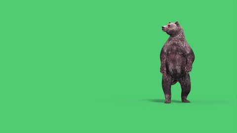 Grizzly Bear wakes up, looks around and walks away Green Screen Animation 4K