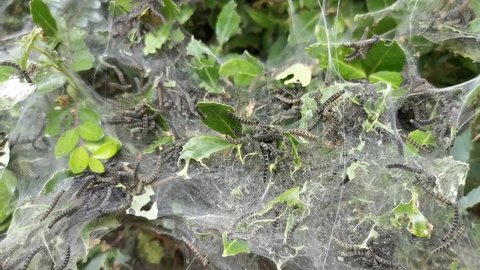 The web of the ermine moth Yponomeuta with a lot of caterpillars hiding in a bush with green leaves. Bremen, Germany.
