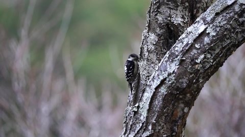 Grey-capped pygmy woodpecker is pecking a wood.