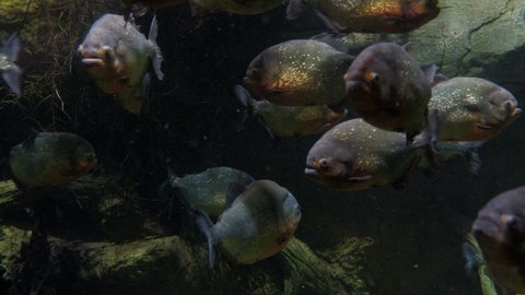 Herbivorous piranha Red-bellied Pacu (Piaractus brachypomus) in the river or aquarium. A large predatory fish swims in the Amazon River in the tropics of South America