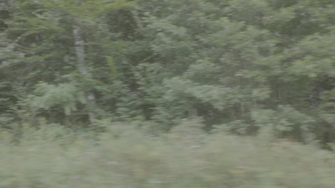 Driving plate in the forest by day filmed with a Sony Slog 3 profile 