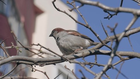 Sparrow is sitting on a branch. Blue sky. Bird. Sparrow takes care of himself. Slow motion.