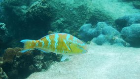 Underwater video of beautifully colored blue-barred parrotfish swimming among coral reefs. Parrot fish, Scarus ghobban, cream parrotfish, green blotched parrotfish in Andaman Sea. Marine life