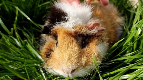 Cute home fluffy pet guinea pig, grazes in the green juicy grass, looks.