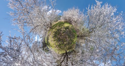 abstract folding of earth plane into tiny planet in blue sky. Little planet transformation with curvature of space.  Abstract torsion and spinning of panorama of blooming cherry garden. Loop rotate