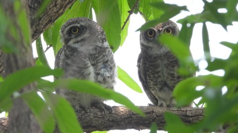Pair of Spotted Owlet bird resting on tree bush