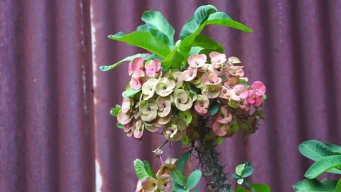 Crown of thorns flower or Euphorbia milii flower blooming with the old rusty zinc wall on the background.