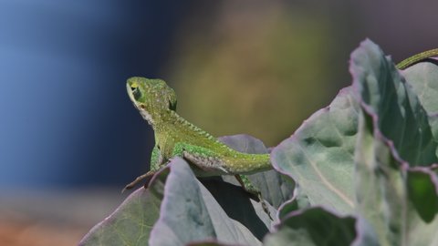 Green anole lizard perched on cabbage leaves turns and hops. Stock wildlife 4k footage