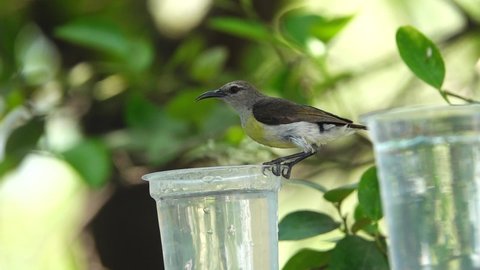 A Sharp Nosed Bird Hanging and Drinking Water From a Disposable Plastic Glass and Fly Away 