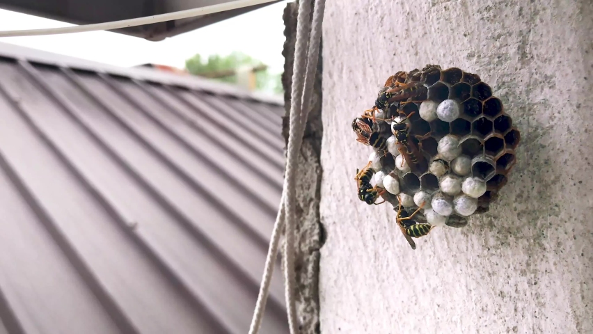 Wasps in activity around a nest. A wasp nest attached to the wall of a house with wasps moving and flying. 