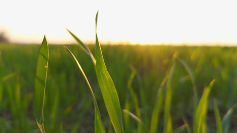 Field with young green shoots. Green sprouts in field. Growing food crops in agriculture, green shoots. Young shoots of wheat in natural farming. ears of green wheat in the field on sunset lifestyle