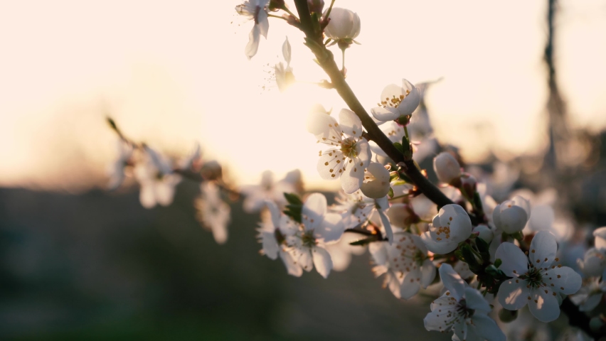 Branches of blossoming white plum close up. spring flowering fruit trees. dense flowering | Shutterstock HD Video #1089848005