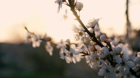 branches of blossoming white plum close up. spring flowering fruit trees. dense flowering