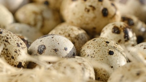 Close-up of quail eggs a rotating. Bright colorful quail eggs. Macro. Selective focus. quail eggs in a hay nest. organic farm eggs.