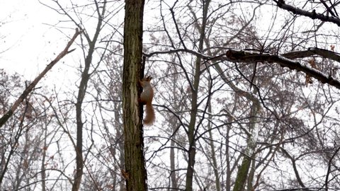 red squirrel runs on snow-covered ground in winter in search of food. fur animal in natural habitat. Rodent in city park