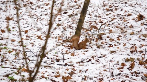 red squirrel runs on snow-covered ground in winter in search of food. fur animal in natural habitat. Rodent in city park