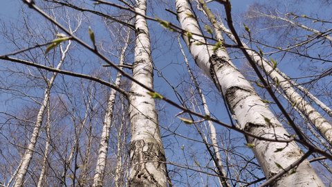 Spring birch forest. Near Warsaw (Poland).