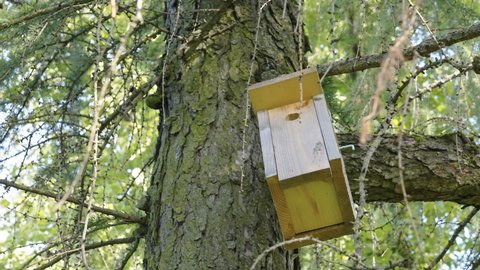 Closer look of the birdhouse on the tree in Estonia in the middle of the forest