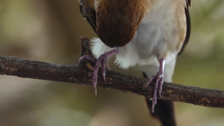 Sparrow Sitting on a Tree Branch and resting and fly away