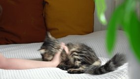 Cat Playing with Hand. Caressing baby cat while he bites fingers. Human Host playing with kitten with his hand on a bed. Little kitty is played, funny video. Pet friendship concept. Close Up.