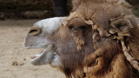 Domestic Bactrian or Mongolian camel chews forage. Camelus bactrianus. Two-humped pack animal moves jaws, looks around. Side view. Herbivorous animal with brown wooly coat sits in sandy area, in zoo