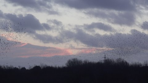 Starling murmuration with thousands of birds flying in the evening sky England UK 4K