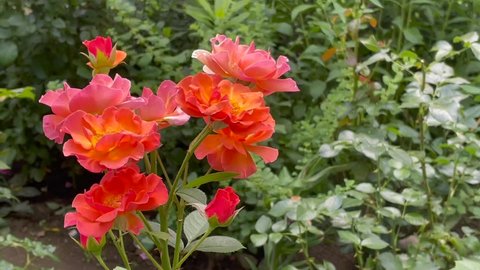 Orange, yellow and salmon color Modern Shrub Rose Arabia flowers in a garden in July 2021