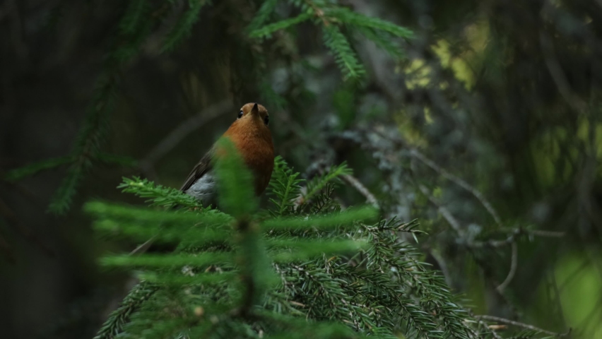 Close-up of an European robin, Erithacus rubecula singing on a Spruce branch and flying away in Estonian boreal forest	