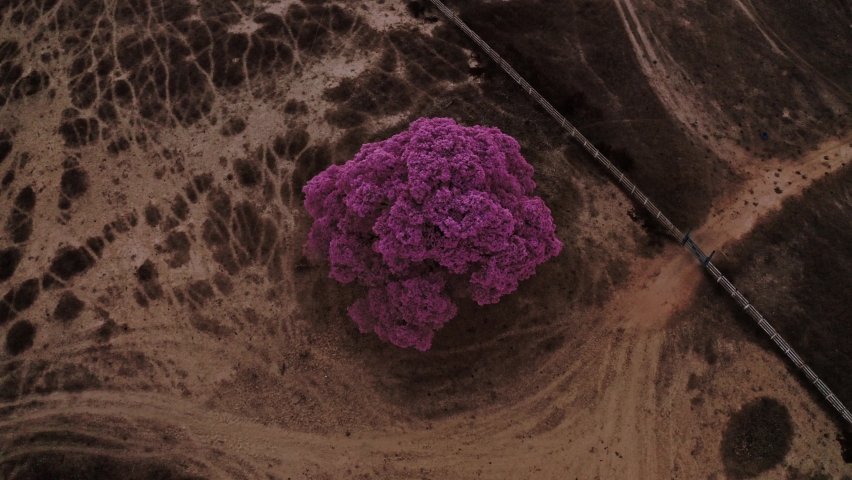 Pink Purple Red Tree Piuva Drone Shot Aerial Sunset