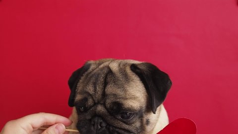 Cute portrait pug inlove. valentine postcard with red hearts and lovely face dog. Valentine's day love concept.