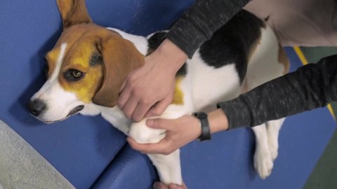 pet physical therapist veterinarian make massage for beagle dogs. Physiotherapy in veterinary clinic