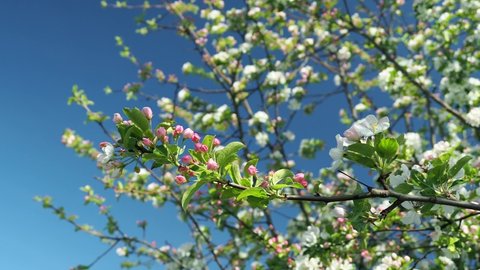 Blossoming apple trees. apple tree flowers.