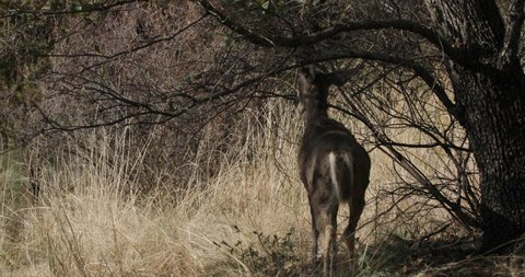 Coues White-tailed Deer Doe Eating Feeding Browsing on Oak Leaves in Spring