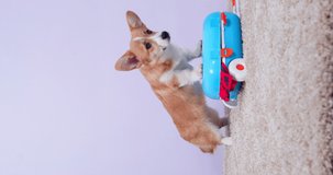 Lovely Welsh corgi Pembroke or cardigan puppy puts its paws on suitcase with wheels wheels trying to close it, it has too many clothes and things for trip, vertical video. Traveling with pet
