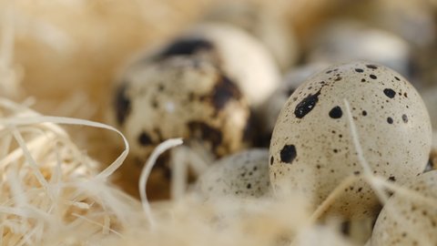 Close up of quail eggs in straw nest. Organic farming, natural still-life. Springtime, Easter. Close-up of quail eggs a rotating . Bright colorful quail eggs. Macro. Selective focus. quail eggs in a