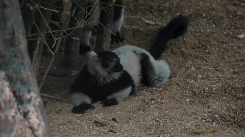 Black-And-White Ruffed Lemur Lying on The Ground While Other Walking Away. - tracking