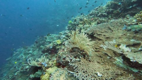 Scuba diving over beautiful coral reef underwater marine ecosystem with shoals of tropical fish inc. a spotted porcupine fish on coral triangle in Timor Leste, South East Asia