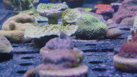 different corals on the bottom of a sea aquarium and in the background a green yellow sea anemone