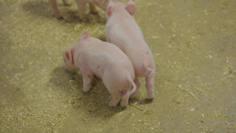 Funny pig farm scene. Adorable tiny piglets wagging tails and exploring surroundings.
