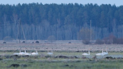 A flock of whooper swans during migration on wetlands in early morning dusk