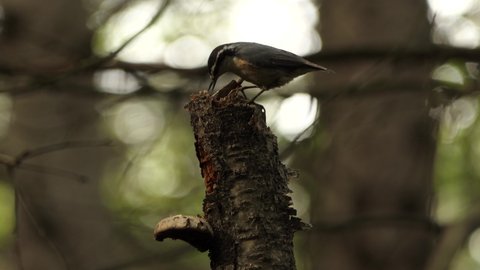 An adult red breasted nuthatch digging for grubs in the broken end of a rotten tree, (Sitta canadensis)