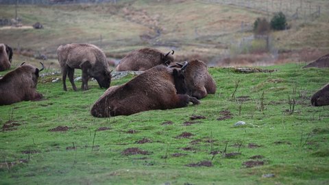 Herd of European Bisons (Bison bonasus) grazing and resting on top of the hill