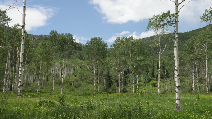 aspen trees shimmering in the wind in slow motion