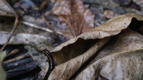 Keluwing or Ulat Gagak or black caterpillar or Spirostreptus walking on dry leaves.