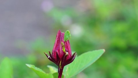 Rosella flower (also called roselle) with a natural background. Use as herbal drink and herbal medicine