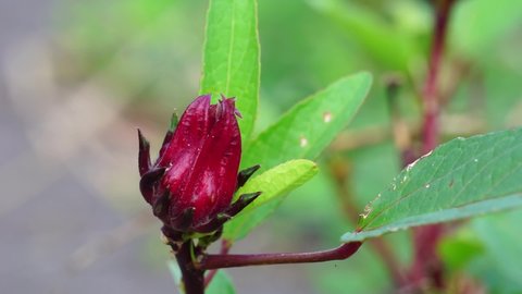 Rosella flower (also called roselle) with a natural background. Use as herbal drink and herbal medicine