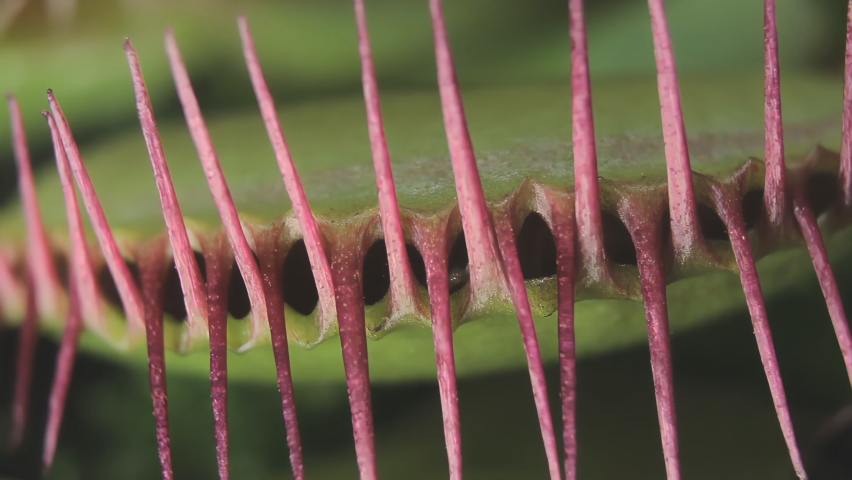 plant predator Dionaea muscipula (close-up)