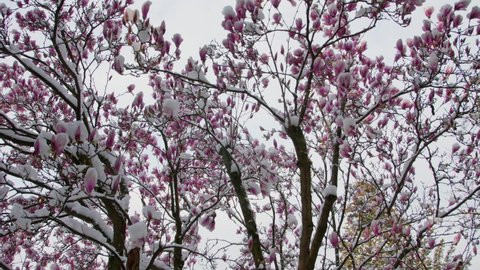 climate change snowfall in spring wide shot of a purple blooming liliiflora magnolia tree in a garden covered with fresh white snow camera panning looking up to the top of the tree many purple flowers